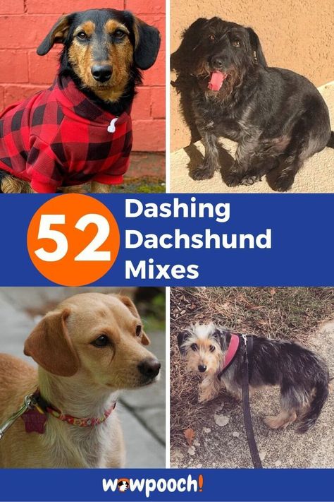 List Of Dachshund Mix Breed Dogs Dachshund Mix Breeds, Dachshund Breeding, Chihuahua Dachshund Mix Dogs, Beagle Daschund Mix Puppies, Dachshund Yorkie Mix Dogs, Beagle Dachshund Mix Dogs, Sheepdog Breeds, Golden Retriever Mixed With Dachshund, Terrier Mix Breeds