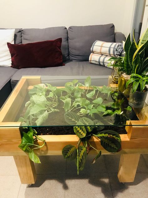 Nature Coffee Table, Coffee Table With Plants Inside, Glass Plant Table, Indoor Plant Table Ideas, Diy Plant Table, Succulent Coffee Table, Moss Coffee Table, Terrarium Furniture, Plant On Table