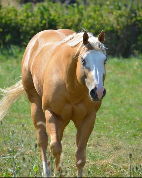 Cavalo Palomino, Beautiful Horses Photography, Most Beautiful Horses, Horse Photos, Quarter Horse, Horse Photography, Beautiful Horses, Most Beautiful, Horses