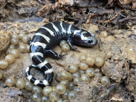 Marbled Salamander (Ambystoma opacum) observed by edporopat on October 7, 2018 · iNaturalist.org Pet Salamander, Salamander Photography, Salamander Monster, Marbled Salamander, Barred Tiger Salamander, Tree Frogs, Colorful Animals, Toad, Cool Pets