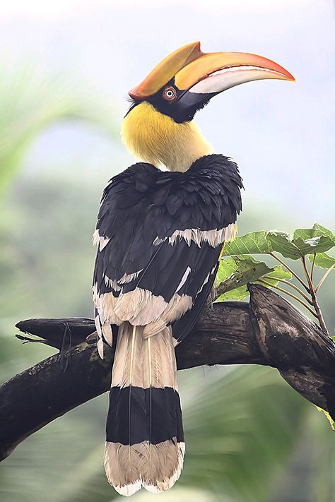 Bird Photos Photography, Great Hornbill, Nature Photography Animals, Wild Animals Pictures, Tropical Animals, Bird Pictures, Exotic Birds, Tropical Birds, Pretty Birds