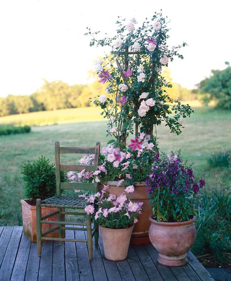 Summer Table Decor, Container Roses, Rose Plant Care, Yard Plants, Rose Garden Design, Best Roses, Climbing Rose, Table Decor Ideas, Summer Table