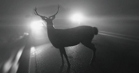 Making daylight saving permanent could drastically reduce deer collisions, study finds Deer In Headlights, Solar Time, Male Deer, Deer Ticks, Daylight Saving Time, Daylight Saving, Daylight Savings, Perfect Storm, Daylight Savings Time