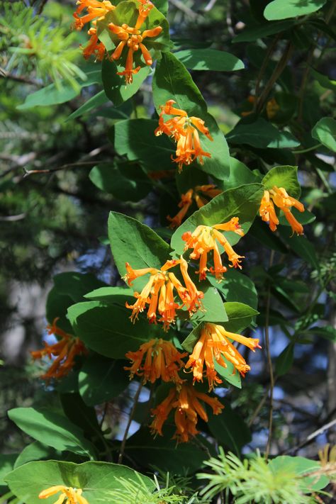 Orange honeysuckle. Lonicera ciliosa. Orange Honeysuckle, Coast House, Enchanted Garden, House Landscape, Orange Background, Blurred Background, Dream Board, Native Plants, Enchanted