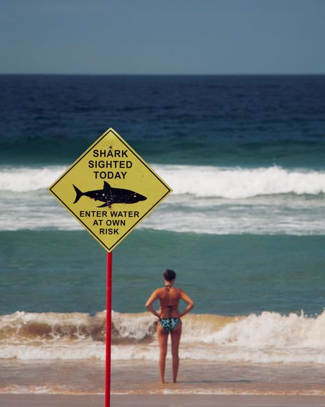 Shark warning sign on the beach: learn how to avoid shark attacks and how to fight off a shark. Different Types Of Sharks, Shark Sign, Shark Attacks, Types Of Sharks, Small Shark, Channel Islands National Park, Bull Shark, Shark Swimming, Shark Fishing