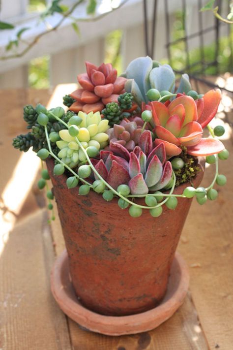 Beautiful Mixed Potted Succulent (2) نباتات منزلية, Succulent Gardening, Succulents In Containers, Succulent Arrangements, Cactus Y Suculentas, Cactus And Succulents, Garden Spaces, Succulents Garden, Cacti And Succulents