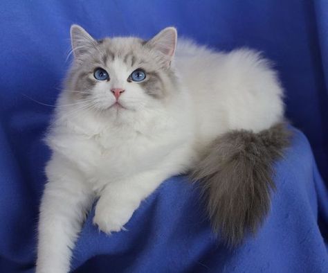 Blue Bicolor Ragdoll | Lynx, Cat stuff and Ragdoll kittens on Pinterest Blue Bicolor Ragdoll, Ragdoll Cats For Sale, Bicolor Ragdoll, Ragamuffin Cat, Birman Cat, Himalayan Cat, Ragdoll Cats, Ragdoll Kitten, Rock Creek