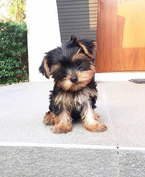 Teacup Yorkie Puppy, Yorkie Puppy For Sale, Cute Small Dogs, Dog Mommy, Yorkie Puppies, Very Cute Puppies, Super Cute Puppies, Teacup Yorkie, Very Cute Dogs