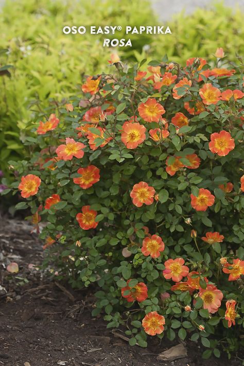 From mid-summer thru frost, this Oso Easy Paprika rose is covered in orange blooms, each accented with a yellow center. Like all of the Oso Easy roses, it is highly disease resistant and easy care. Try planting it in a flower garden, or incorporate it into the landscape as a low hedge, edging or specimen. This low growing rose is very cold tolerant - it will grow even in USDA zone 3! Perfect for a sunny northern Midwest garden. Hedge Edging, Midwest Garden, Proven Winners Plants, Rose Fertilizer, Landscaping With Roses, Garden Answer, Knockout Roses, Orange Plant, Mid Summer