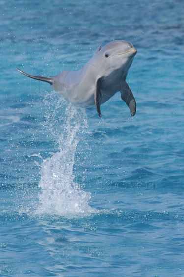 Jumping dolphin Sea Magic, Jumping Dolphin, Dolphin Images, Baby Dolphin, Swimming With Dolphins, Sentient Beings, Baby Dolphins, Sea Mammal, Water Creatures