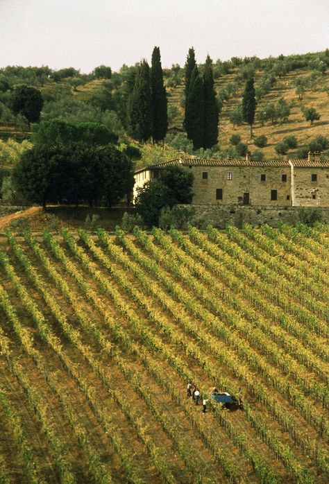 Wine Tasting at Tuscany's Best Wineries - Condé Nast Traveler Italian Vineyard, Riesling Wine, Tuscany Wine, Chianti Classico, Wine Guide, Wine Brands, Conde Nast Traveler, Conde Nast, Wine Tour