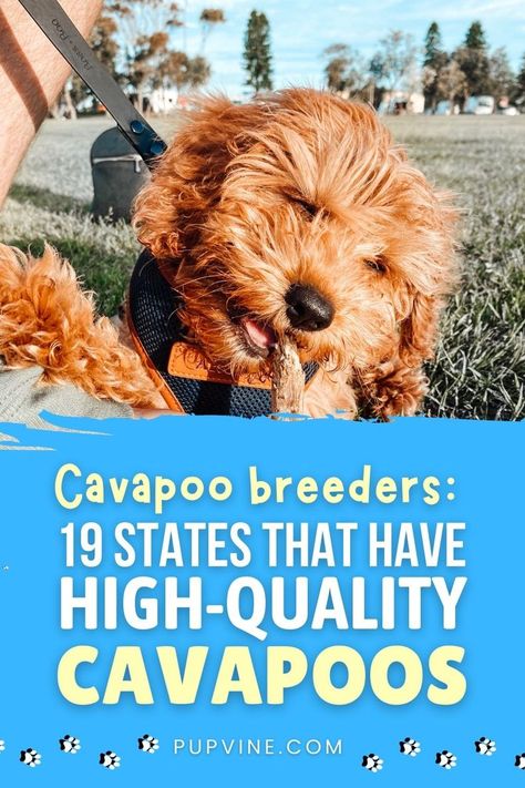 Cavapoo Breeders, Cavapoo Dogs, Dog Rooms, Poodle Mix, Dog Breeder, Cute Dogs And Puppies, Cavalier King, Charles Spaniel, Cavalier King Charles Spaniel