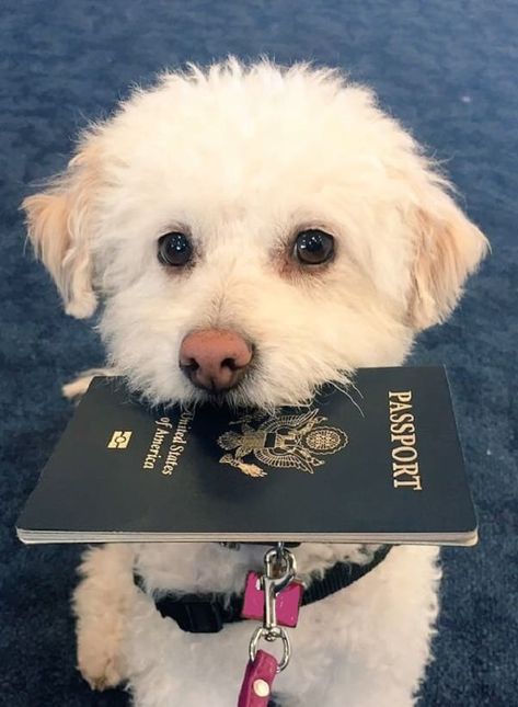 How Many People Travel with Pets? And how do you travel? - Dog Travel Aesthetic, Travel With Pets, Travelling With Dog, Traveling With Dog, Hotel App, Coco Baby, Pets Grooming, Puppy Life, Animals Reference