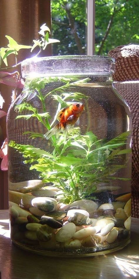 Cool Fish Tank Decorations, Tanaman Air, Fish Gallery, Goldfish Tank, Fish Tank Terrarium, Beautiful Terrariums, Diy Tank, Betta Fish Tank, House Plants Decor