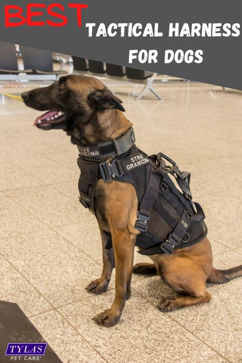 Dog Tactical Vest, Dog Tactical Gear, Tactical Dog Gear, Dog Armor, Working Dog Breeds, Tactical Harness, Working Dogs Breeds, Tactical Dog Harness, Dog Walking Accessories