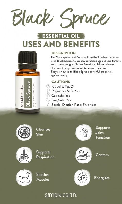 Black Spruce Essential Oil Benefits, Uses, and Recipes - Simply Earth Blog Black Spruce Essential Oil, Spruce Essential Oil, Simply Earth, Black Spruce, Essential Oils Health, Essential Oil Benefits, Oil Benefits, Oil Uses, Essential Oil Uses