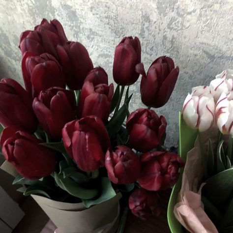 Maroon Aesthetic Flowers, Dark Tulips Aesthetic, Tulips Dark Aesthetic, Dark Red Flowers Aesthetic, Black Tulips Aesthetic, Red Tulips Aesthetic, Dark Red Tulips, Dark Flowers Aesthetic, Dark Spring Aesthetic