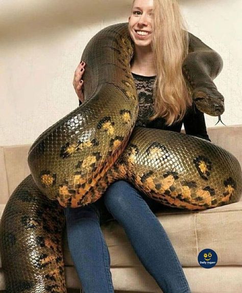 Giant Anaconda, Giant Snake, Pretty Snakes, Get Scared, Snake Lovers, Cute Reptiles, Cute Snake, Pet Snake, Ball Python