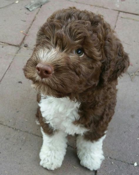 Lagotto Romagnolo, Cavapoo Puppies, Cute Animals Puppies, Very Cute Dogs, Really Cute Dogs, Cute Little Puppies, Doodle Dog, Cute Animals Images