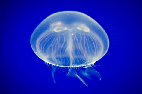 Moonjelly Moonjelly Fish, Jellyfish Project, Scyphozoa Jellyfish, Lagoon Jellyfish, Blue Moon Jellyfish, Jellyfish Real Photo, Portuguese Manowar Jellyfish, Sea Jellies, Zoology