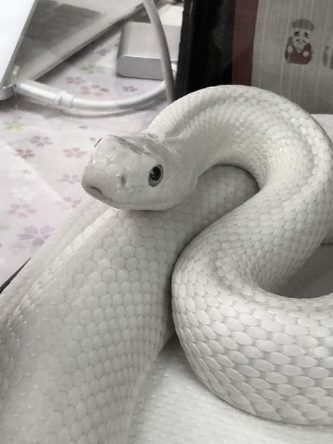 White Snake Aesthetic, Baby Barn Owl, Mamba Snake, Chest Tattoo Ideas, Snake Painting, Hognose Snake, Chest Hair, Pretty Snakes, Cute Reptiles