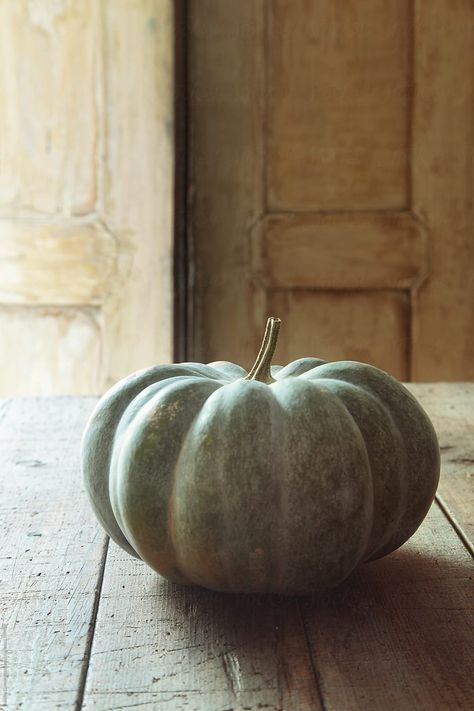 Pumpkin Photography, Vegetable Painting, Pumpkin Photos, Green Pumpkin, Smashing Pumpkins, Glass Pumpkins, Farmhouse Fall, Pumpkin Orange, Fall Foliage