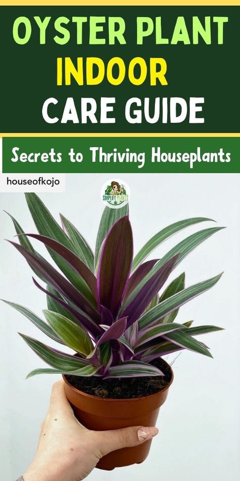 "Oyster plant care, indoor plant care, houseplant care, plant care tips, 
thriving houseplants, indoor gardening, plant care guide, growing oyster 
plants, caring for indoor plants, houseplant secrets, indoor plant tips, 
oyster plant maintenance, houseplant care tips, indoor plant secrets, 
thriving indoor plants" Oyster Plant, Plant Indoor, Vibrant Home, Houseplants Indoor, House Plant Care, Plant Needs, Vibrant Green, Indoor Garden, Plant Care