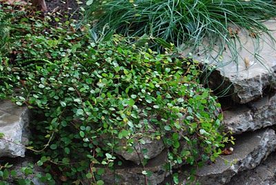 non-secateur: Plant of the week: Muehlenbeckia complexa Tiles Backsplash, Seeding Lawn, Planting Plan, Wildlife Gardening, Ground Cover Plants, Garden Borders, Ground Cover, Garden Accessories, Kitchen Tiles