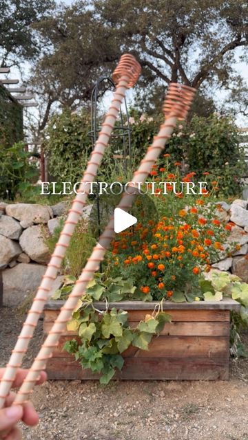 Christina Heinritz • Homesteading & Non-toxic Lifestyle on Instagram: "Comment 🍅 or the links are in my bio!! Learn how to harness the earths power with Electro Culture. This ancient technique will help increase yields by 40-70%. I could say more but try it for yourself !! 🧡✨💨🍅  #electroculture #electroculturegardening #electroculturegarden #garden #gardening #gardenproject #hack #tip #gardenhack #growfood #organicgardening  #growfoodathome  #homestead  #backyardgarden" Electroculture Diy, Electro Horticulture, Electro Culture, Electro Culture Gardening, Hydro Electric Power Plant, Earth Powers, School Garden, Creative Gardening, Green Grass