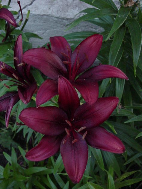 Pretty Plants Aesthetic, Cala Lillies, Red Lilies, Goth Garden, Backyard Flowers, Asiatic Lilies, Boquette Flowers, Shade Flowers, Nothing But Flowers