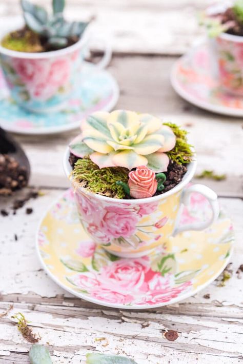 Plant Pots Painting, Pots Painting Ideas, Pots Painting, Repotting Succulents, Painting Ideas Aesthetic, Indoor Plant Display, Plant Display Ideas, Teacup Gardens, Diy Kitchen Projects