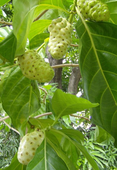 Belize Food, Noni Juice, Noni Fruit, Bacillus Subtilis, Bumbo, Exotic Fruit, Tropical Fruits, Delicious Fruit, Fruit And Veg