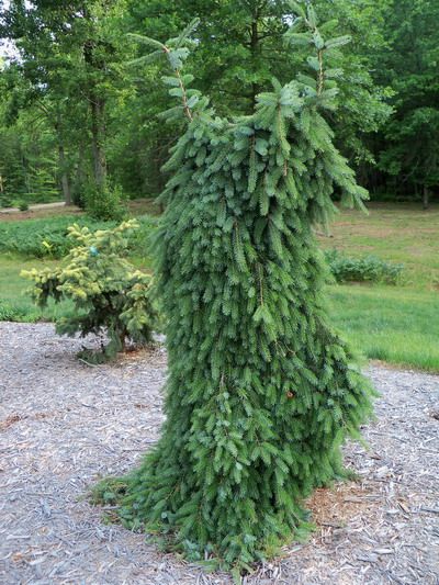 Blue Horizon Nursery.                              Bruns weeping Serbian spruce Serbian Spruce, Nursery Garden, Evergreen Trees, Garden Center, Fit In, Nursery, Plants, Blue