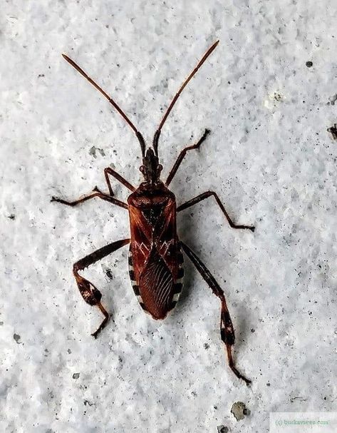 Kissing Bug, Bucks County Pa, Bucks County, Fun To Be One, The Snow, Mammals, Bugs, Kiss, Good Things