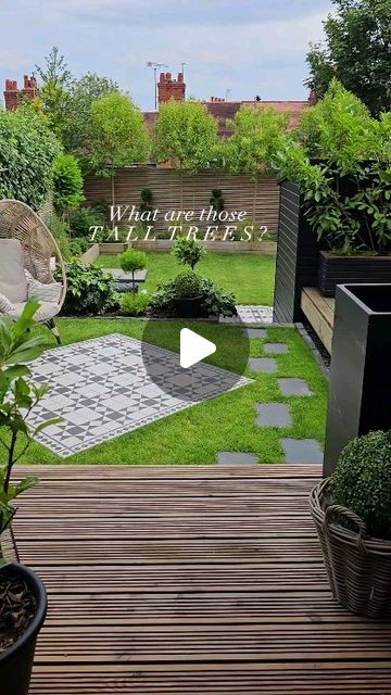 Carla Isolano on Instagram: "Urban garden lacking in privacy? 🧐  A little reminder for anyone desperately seeking budget friendly privacy above the fence line...🍃  🌳 I planted 5 Japanese Privet trees (Ligustrum Japonicum) one per fence panel  ⭐ They cost me £610 for five ( May 2021) I got mine from David Fairley Gardens  8/10cm girth size 180cm stem size 300cm tall 35 litre pot size  🌿They don't grow taller just bushier so you get privacy just above fence height where you need it 🍃🌿🤩🙌🏻   🏡The UK trees are non invasive so fine along borders or near structures.  👀 So if your urban garden is lacking in privacy you know what to do! 🙌🏻🌿🍃🌳  Happy Sunday lovelies ❤️  #privacytrees #gardenplants #diydecor #diygarden #gardeninspo  #apartmenttherapy #urbanjunglebloggers #gardentransf High Garden Wall Privacy Fences, Japanese Privet Tree, Privacy Garden Ideas, Front Garden Privacy Ideas Uk, Tall Narrow Privacy Plants, Raised Bed Privacy Screen, Ligustrum Japonicum, Tall Narrow Privacy Hedge, Small Garden Uk