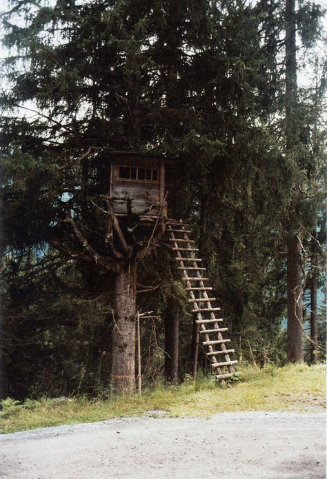 Abandoned Treehouse Aesthetic, Apocalypse Tree House, Old Treehouse Aesthetic, Aesthetic Tree House, Abandoned Treehouse, Tree House Aesthetic, Old Tree House, Treehouse Ladder, Old Treehouse