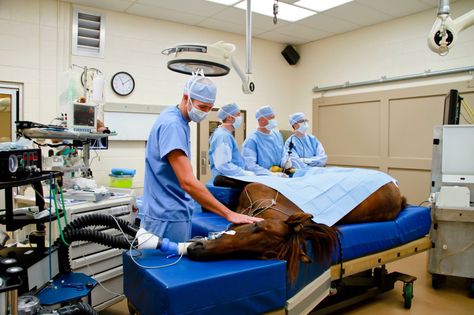 Rood & Riddle Equine Hospital in Lexington Equine Vet Tech, Hospital Images, Vet Pictures, Vet School Motivation, Surgery Room, Equine Veterinarian, Vet Tech School, Equine Veterinary, Large Animal Vet