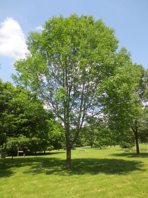 White Ash Tree, Tree Identification, Baseball Bats, Ash Tree, Redwood Tree, White Ash, Evergreen Trees, Deciduous Trees, Nature Tree