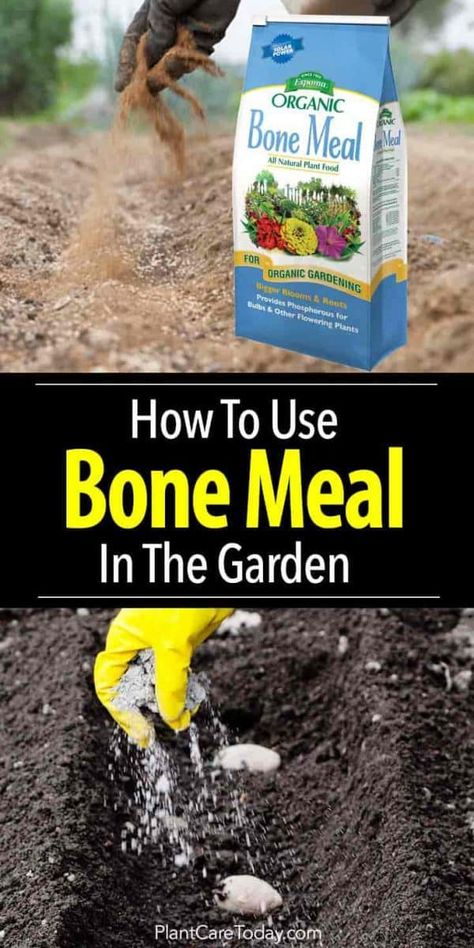 using bone meal in the garden Bone Meal For Plants, Natural Plant Food, Organic Insecticide, Raised Bed Gardens, Organic Pesticide, Beginner Gardening, Organic Vegetable Garden, Fertilizer For Plants, Gardening Hacks