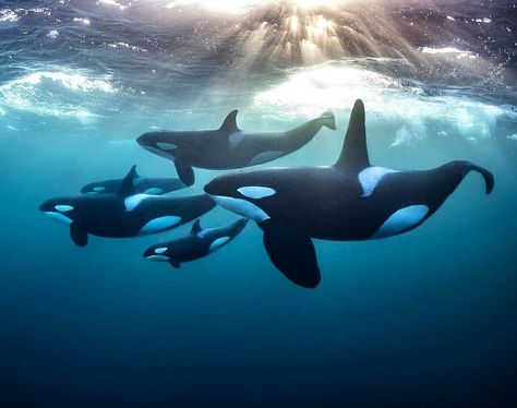 Whale Stuffed Animal, Sea Mammal, Beautiful Sea Creatures, Orca Whales, Ocean Conservation, Killer Whales, Ocean Creatures, Marine Animals, Wild Life