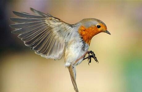 Birdsong Robin Flying, British Language, British Phrases, European Robin, Robin Bird, Bird Wings, Bird Pictures, Birds Tattoo, Pretty Birds