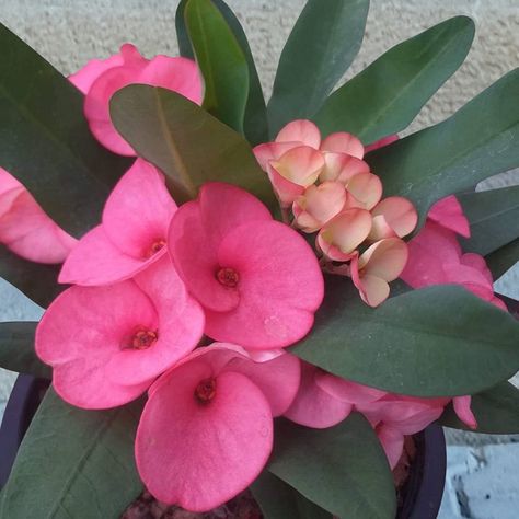 Crown of Thorns ‘Pink Jewel’ (Euphorbia milii hybrid) Plant Business, Flower Reference, Euphorbia Milii, Pink Jewels, Low Light Plants, Crown Of Thorns, Edible Plants, Pet Safe, Bubblegum Pink