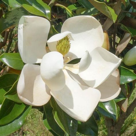 Red Robin Tree, Magnolia Plant, Magnolia Shrub, Photinia Fraseri Red Robin, Southern Magnolia Tree, Evergreen Magnolia, Soil Types, Magnolia Grandiflora, Plants Uk