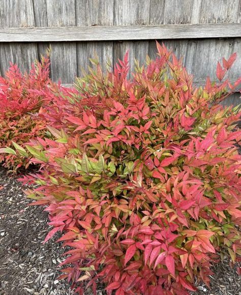 Foliage Borders & Edging Plants - Hello Hello Plants & Garden Supplies Obsession Nandina Landscaping, Nandina Domestica Obsessed, Gulf Stream Nandina, Nandina Plant, Nandina Domestica 'fire Power', Acer Platanoides Crimson King, Edging Plants, Green Moon, Garden Supplies