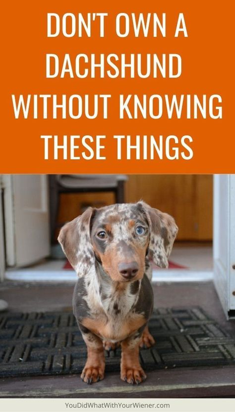 Whether you're just brought home a Dachshund puppy, adopted your first Dachshund, haven’t owned one in a long time, you must know these things. It's important for your Dachshund's health and happiness. Daushund Puppies, Blue Dapple Dachshund, Mini Weiner Dog, Mini Dapple Dachshund, Dachshund Adoption, Brindle Dachshund, Dachshund Personality, Wirehaired Dachshund Puppy, Weiner Dog Puppies