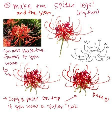 Lilly Flower Drawing, Lilies Drawing, Red Spider Lily, Spider Lily, Watercolor Art Diy, Cottagecore Art, Comic Tutorial, Flower Drawing Tutorials, Drawing Sheet