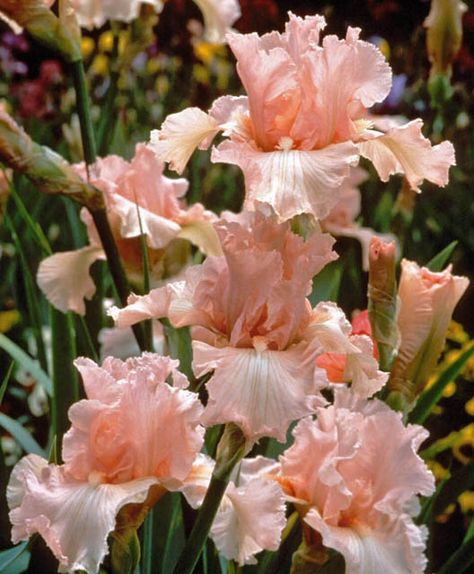 Award-winning Iris 'Beverly Sills' is one of the most sought-after Tall Bearded Irises and this is well deserved. How not to resist the wide and perfectly formed flowers with their lacy, coral pink petals and tangerine beard? Fast grower and heavy bloomer, 'Beverly Sills' grows up to 3 feet tall (90 cm) and will capture your heart. It is unsurpassed for a pink iris in form, color, performance and all-around beauty. Won many awards including the prestigious American Dykes Medal. Iris Flowers Garden, Iris Varieties, Iris Flower Tattoo, Beverly Sills, Growing Irises, February Birth Flowers, Flower Identification, Iris Art, Stunning Flowers