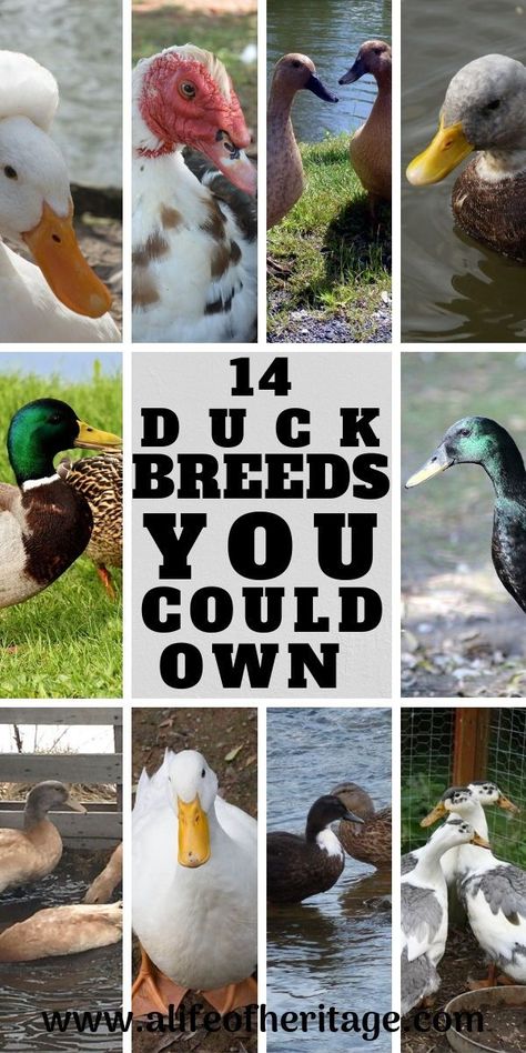 14 duck breeds you could bring home. Ducks are a great addition to a homestead or backyard farm. Learn the characteristics of each duck breed here! Ducks And Chickens Together, Raising Ducks For Beginners, Ducks Vs Chickens, How To Raise Ducks, Ducks For Beginners, Duck Coop Ideas, Raising Geese, Duck Care, Types Of Ducks