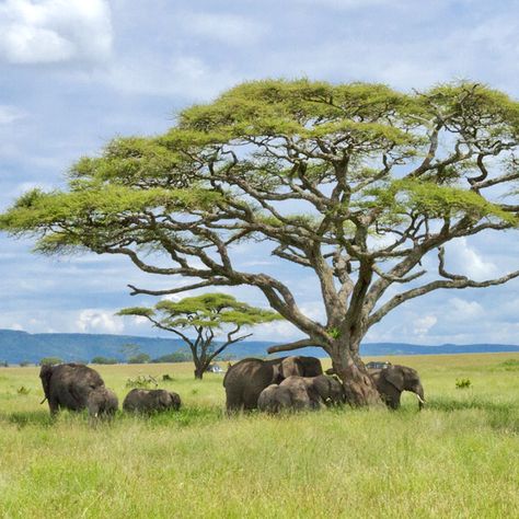 Africa Trees, Desert Canyon, Brick Houses, African Plains, Best Exterior Paint, Africa Wildlife, Door Colors, Wild Elephant, Acacia Tree