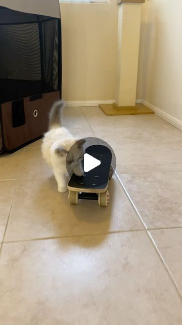 234K likes, 983 comments - pukakittycat op April 7, 2024: "Switched out the wheels and bearings on Puka’s mini skateboard! #skateboard #kitten". Skateboard Videos, Mini Skateboard, April 7, Wild One, Wild Child, Skateboard, Kittens, Funny, On Instagram